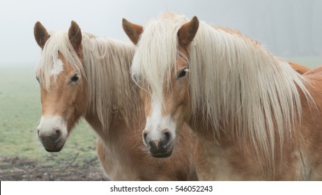 Haflinger