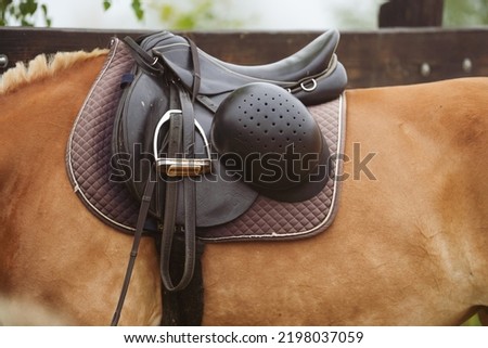 Haflinger breed horses used to teach people how to ride a horse. Detail view of the saddle and riding helmet.
