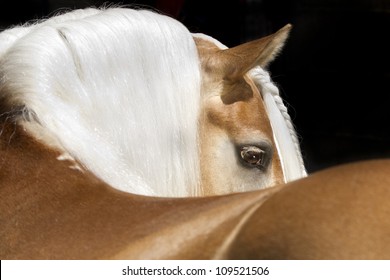 Haflinger Horse