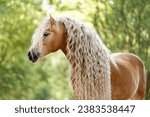 Haflinger horse in the farm