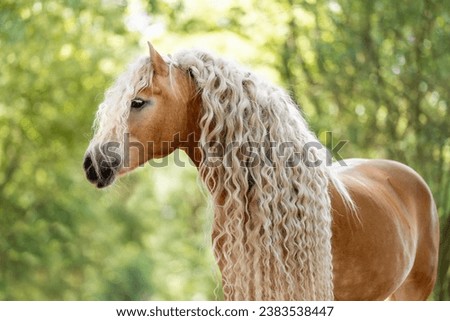 Haflinger horse in the farm