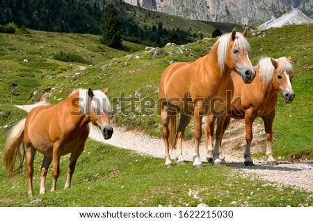 Haflinger Horses in a group of three with white manes on mountain alm meadows in Val Gardena South Tyrol Italy near Utrisei, Bolzano in Summer. Footpath walkway in alpine scenery of the Dolomites.