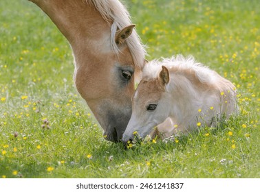 Haflinger horses, mare with young foal together side by side in a green grass meadow with flowers, the mother turns to its resting baby horse - Powered by Shutterstock