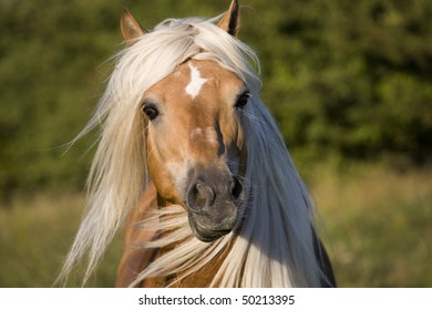 Haflinger Stallion