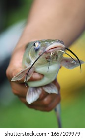 Baby Catfish Hd Stock Images Shutterstock