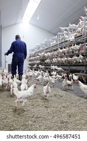 Hagestein, Netherlands - 21 May 2012: Farmer Between His Chicken On Organic Egg Farm