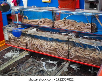 Hagfish In Tanks In Busan Fish Market