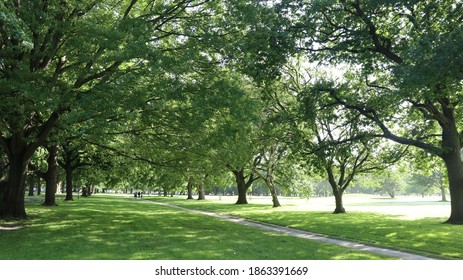 Hagley Park, Christchurch New Zealand