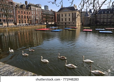 The Hague, The Netherlands - March 12, 2017: Swans in the Hofvijver pond at the Mauritshuis museum on the 100th birthday of Mondrian  in The Hague, The Netherlands on March 12, 2017