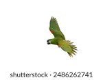 Hahn macaw parrot flying isolated on white background with clipping path.