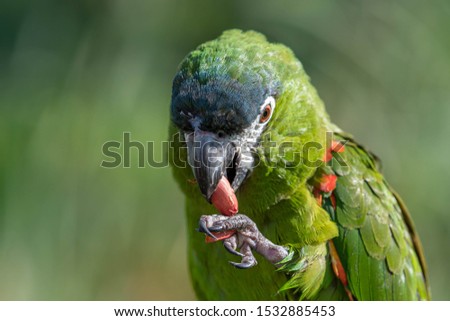 Hahns Macaw feeding on a Monkey Nut