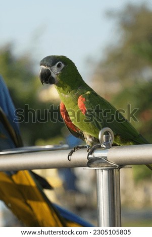 Hahns macaw parrot bird standing on aluminum rod. 