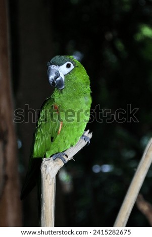 Hahn's macaw, the red-shouldered macaw or Diopsittaca nobilis, is a small species of macaw that is native to South America. The fur is predominantly green, with red feathers on the shoulders.
