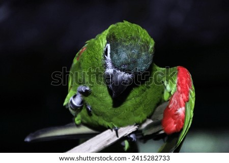 Hahn's macaw, the red-shouldered macaw or Diopsittaca nobilis, is a small species of macaw that is native to South America. The fur is predominantly green, with red feathers on the shoulders.