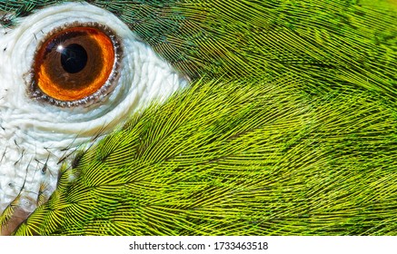 Hahn's Macaw stare with close up of eye and feathers