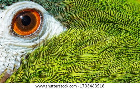 Hahn's Macaw stare with close up of eye and feathers