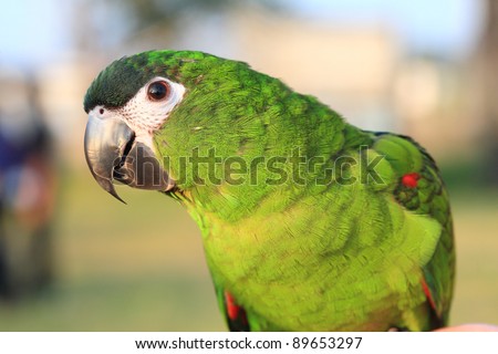 Hahns-Macaw , lovebird close-up