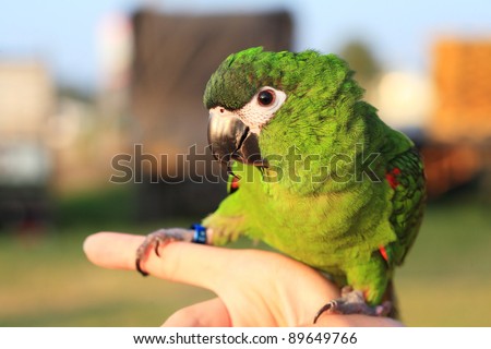 Hahns-Macaw, lovebird hold on female hand.