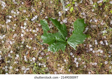 Hail after hailstorm on grass and torn ripped green leaf close up. Many ice balls after summer thunderstorm