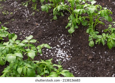 Hail after hailstorm on soil ground in garden with potato plant. Ice balls after summer thunderstorm
