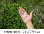 Hail after hailstorm in the palm of hand. Ice balls after summer tunderstorm in green garden
