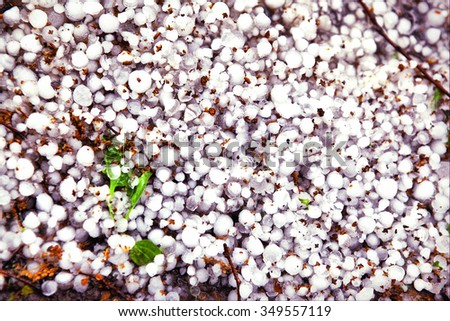 hail lay on the ground in the summer garden