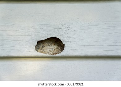 Hail And Mold Damage On The Side Of A House With Vinyl Siding.