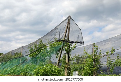 hail nets for the protection of the orchard and plants