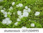 Hail on green grass after hailstorm. Lawn covered in hailstones after a hail storm. Form of precipitation falls
