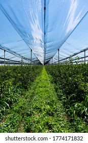 Hail Protection Netting Over An Apple Crop Farm. Black Netting