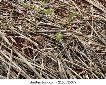 Hailstorm damage on soybean in early development 