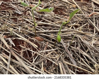 Hailstorm damage on soybean in early development 