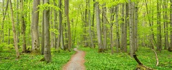 Hainich National Park, Germany, Winding Footpath Through Lush Green  Beech Forest In Spring