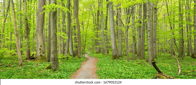 Hainich National Park, Germany, Winding Footpath through lush green  Beech Forest in Spring - Powered by Shutterstock