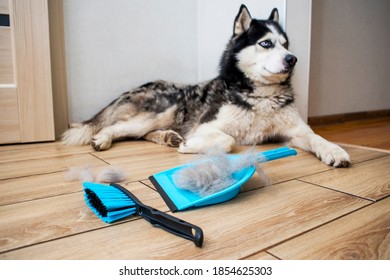 The hair after molting the dog is collected in a scoop with a brush. Cleaning dog hair at home. Pet care.