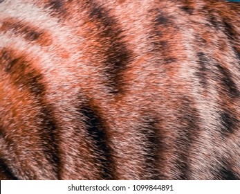 hair of a Bengal cat