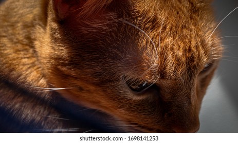 hair of cat orange with eyes green