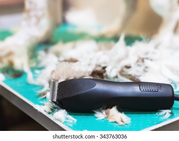 Hair Clippers, Haircut A Dog, Spa For Dog. Care For Dog Hair