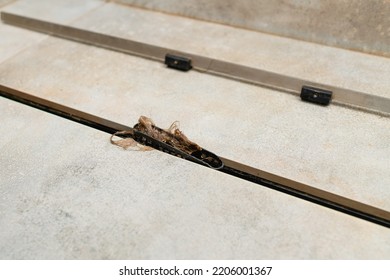 Hair Clogs Shower Drain. Removing Hair Clump From The Shower Drain.