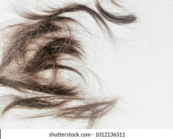 Hair Fell On White Floor Background Stock Photo 1012136311 | Shutterstock