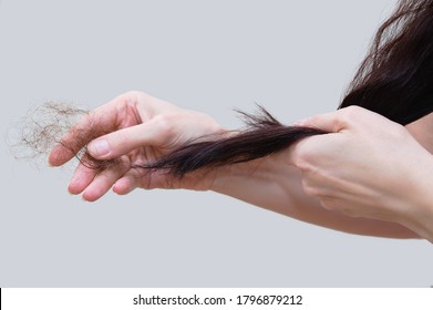 Hair loss. Close-up of a woman with brown hairs in her hand. Gray background.
