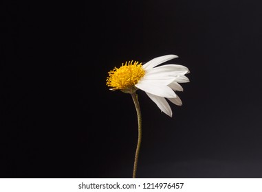 flower without petals