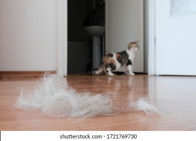 A lot of the hair of a moulting cat (fluff) on brown panel floor. There is silhouette of cat walking in background. This is the Exotic cat breed. It is similar to a Persian cat, but has short hair.