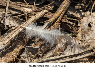 The hair of a white, fluffy bird lies alone in the sun on old, withered branches and withered leaves of last year. An element of wild and pure untouched nature.
