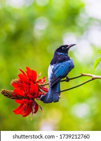 Hair-crested drongo on coral plant flowers
