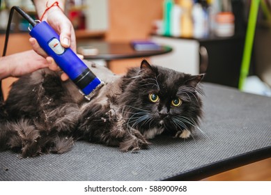 Bilder Stockfotos Und Vektorgrafiken Cat Haircut Shutterstock