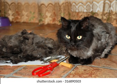 Bilder Stockfotos Und Vektorgrafiken Cat Haircut Shutterstock