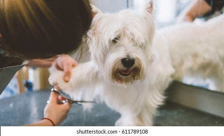 haircut scissors white dogs. Dog grooming in the grooming salon. Shallow focus