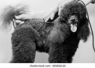 black poodle haircuts