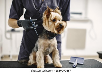 Haircuting process. Small dog sits on the table. Dog with a professional.